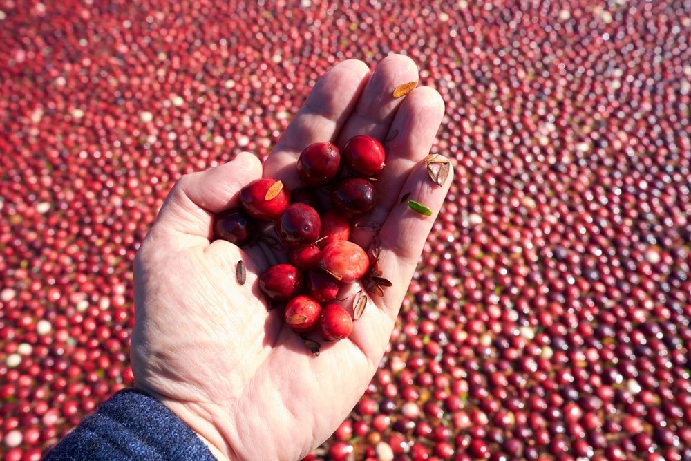 Holding a handful of Healthy Cranberries