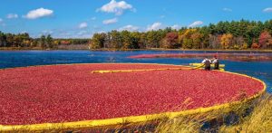 Farmers in the Bog and their Cranberries
