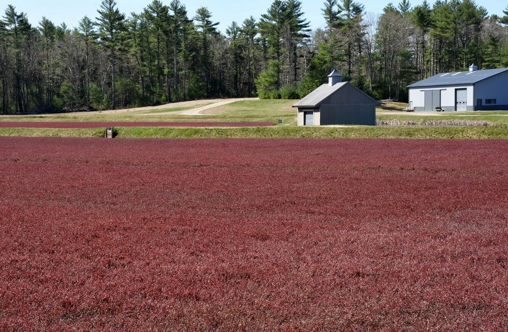 A Bog of Cranberries in one US State