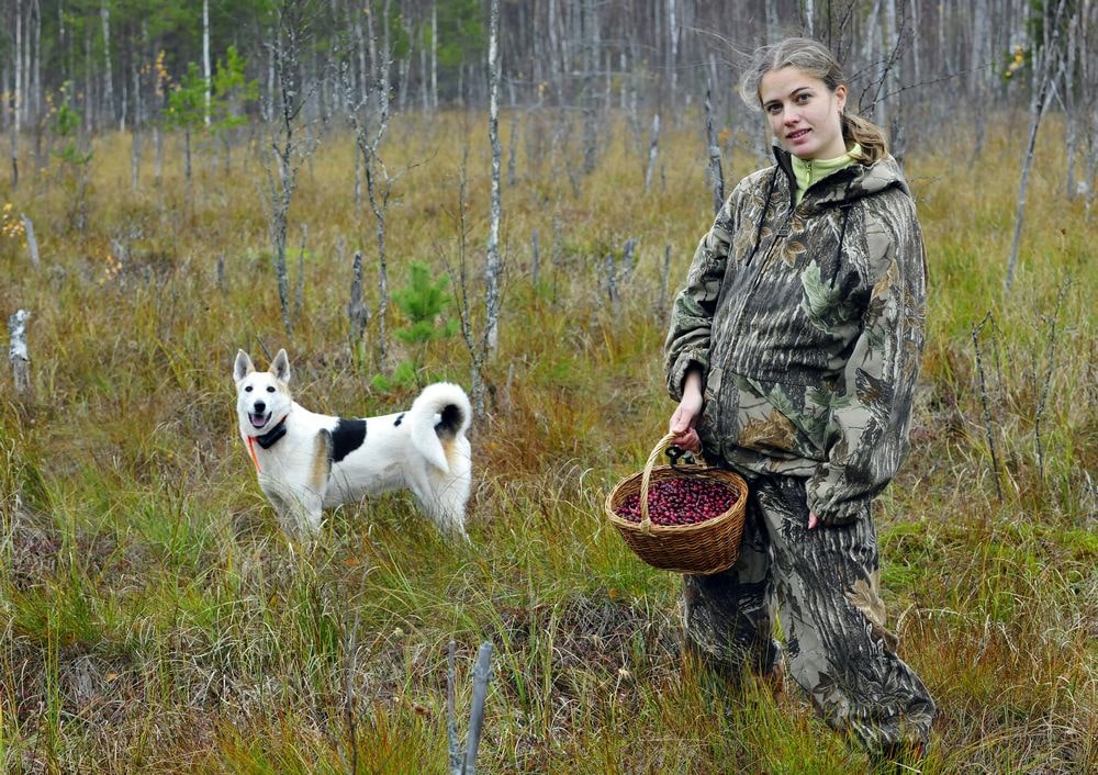 A dog owner takes a walk in the cranberry bog with her dog.