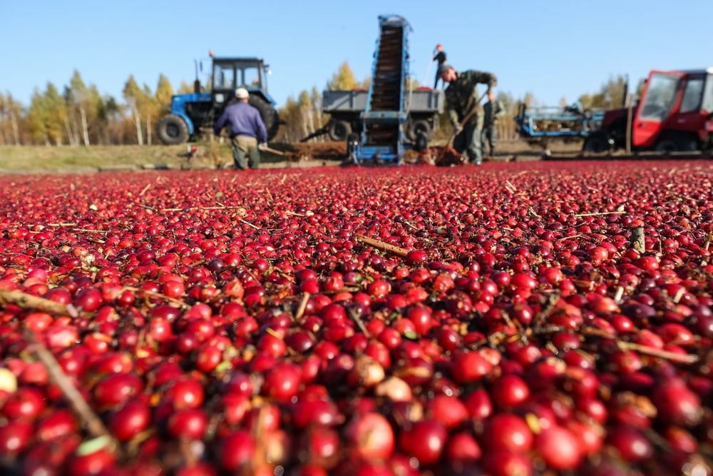 A large field of red berries with local farmers and harvesting machines.