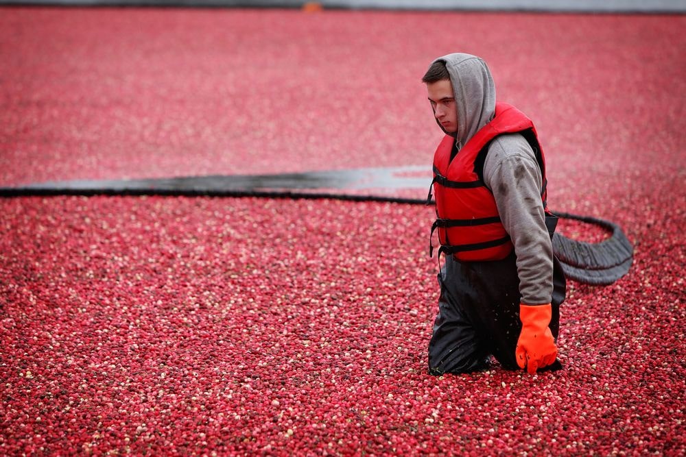 A cranberry Farmer up to his knees and water and floating cranberries in the bog.
