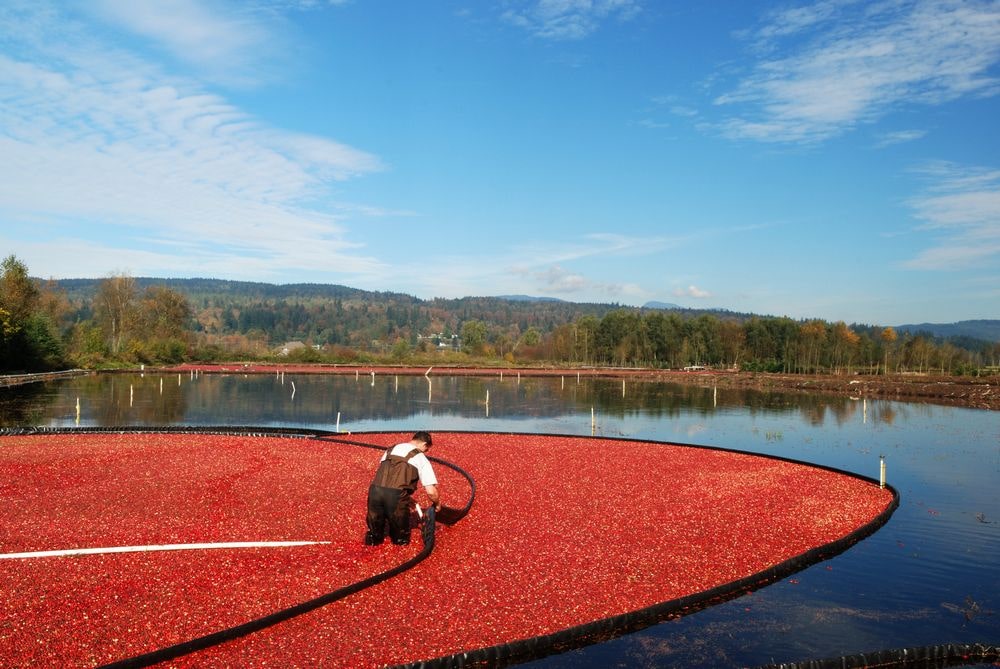 Are cranberries grown underwater like we see in commercials?