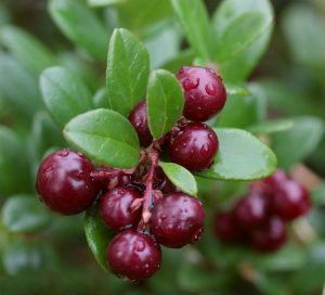 Are cranberries really classified as berries?