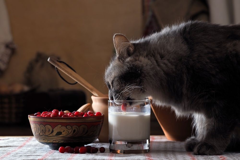 A feline drinking milk out of a cup with a bowl of cranberries that are safe to eat..