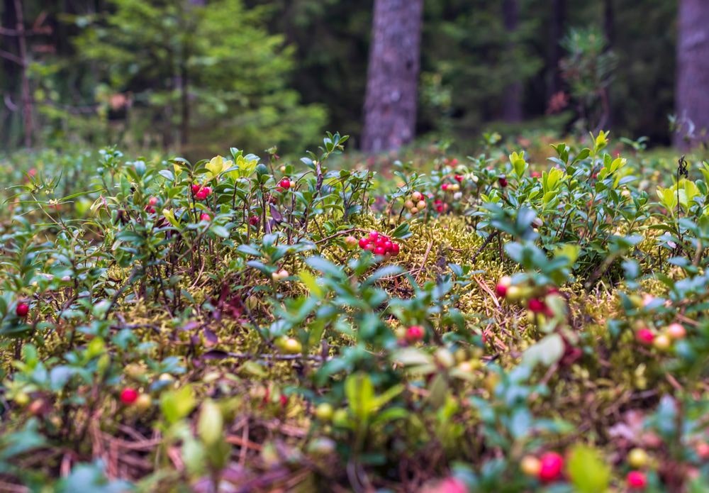 A few scattered plants on the ground with wild cranberries growing on them.