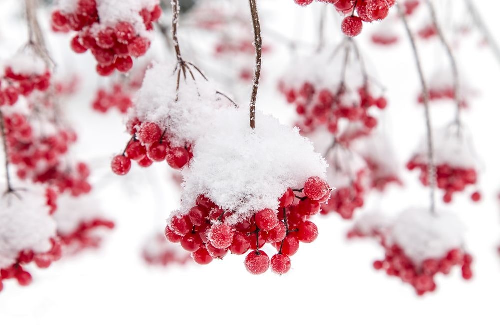 A branch containing bunches of cranberries covered in snow.