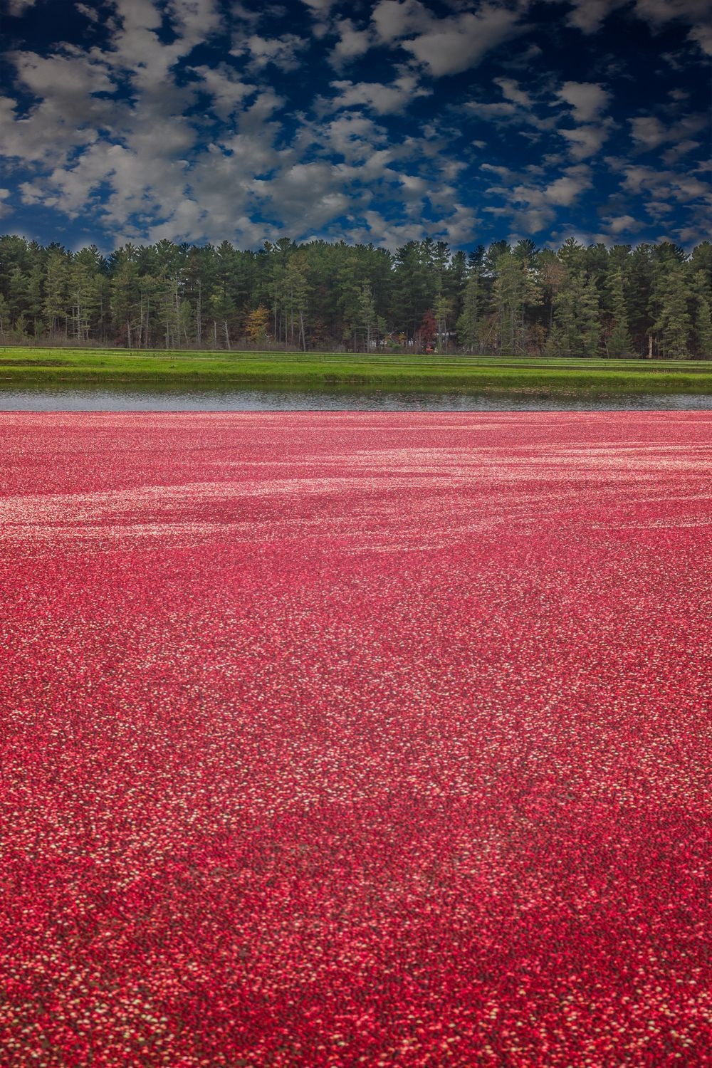 Cranberries floating in water near door County in Wisconsin ready for harvest.