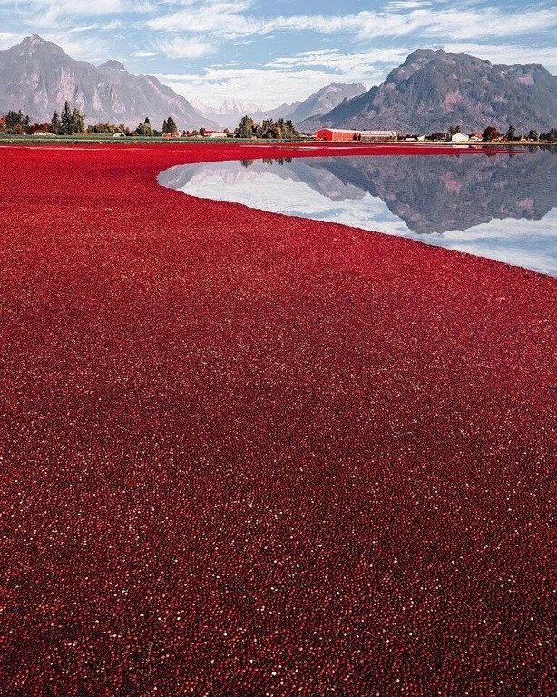lake of floating cranberries on the water