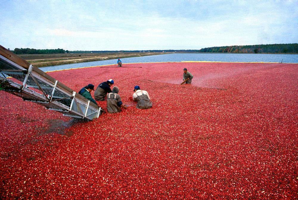 Are Cranberries Man Made?