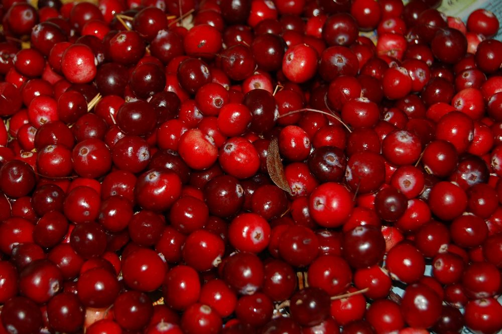 Picked cranberries in a large bunch that are bright red and just harvested in Wisconsin.