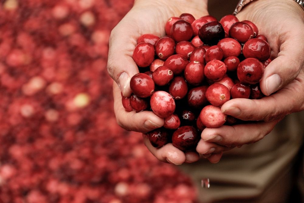 Hands holding a handful of cranberries just picked from a bog by a farmer.
