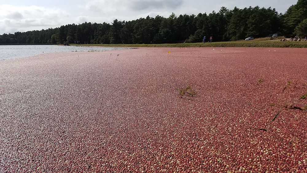 Cranberries Floating in the Water