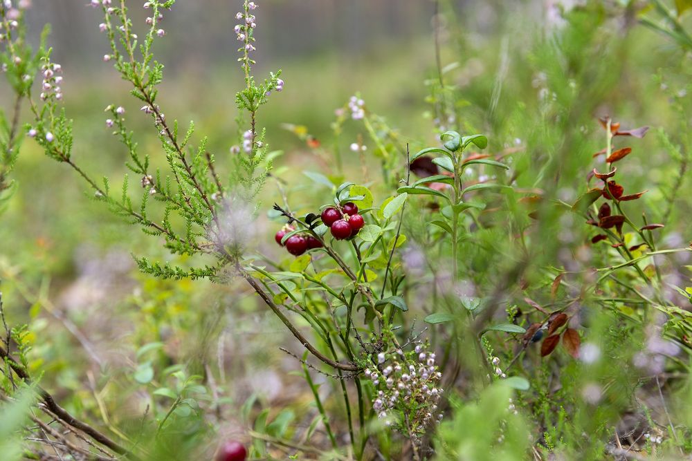 A shrub or vine growing cranberries in the wild