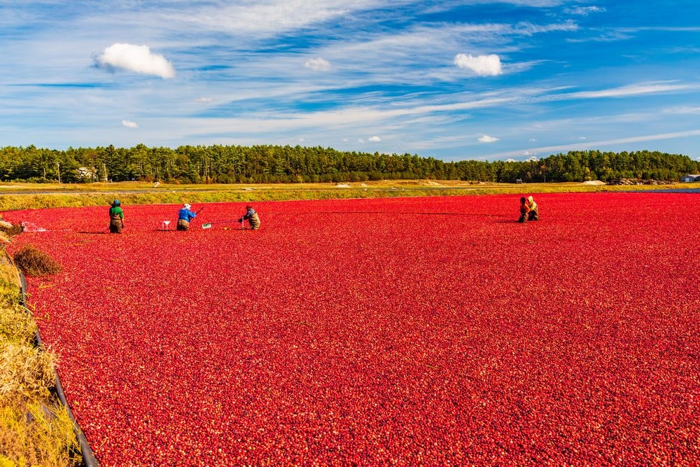 Acres and acres of cranberries in the 