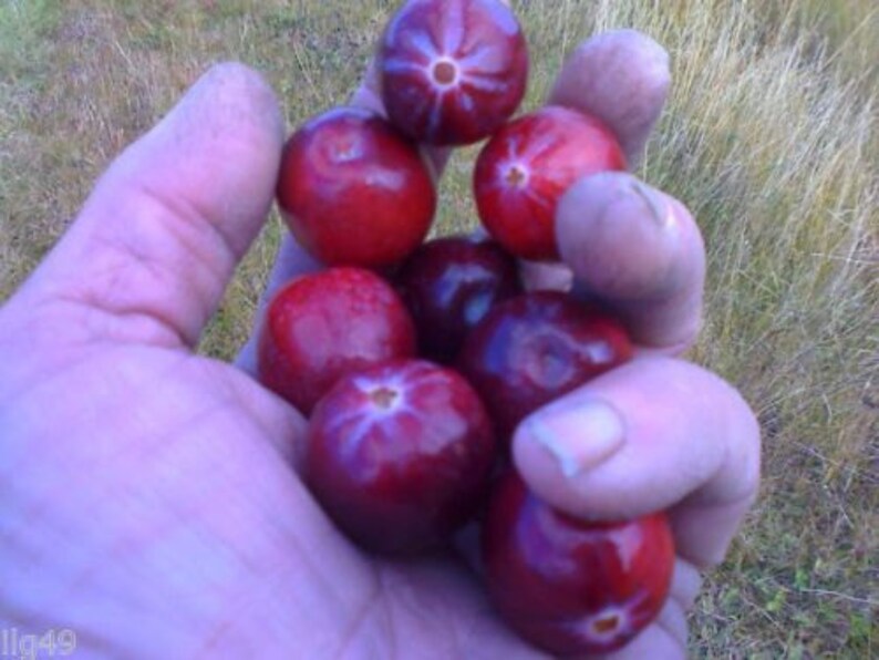Some of the biggest Cranberries Ever