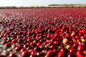 Cranby - All things Cranberries