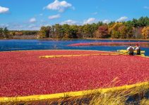 Where do we harvest cranberries?