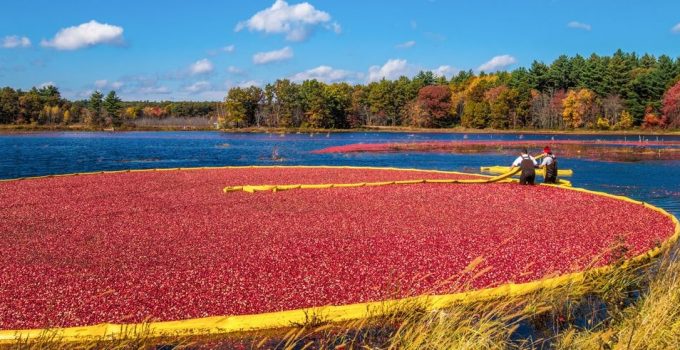 Where do we harvest cranberries?
