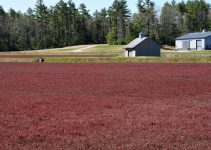 A Bog of Cranberries in one US State