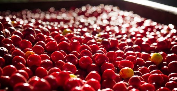Freshly picked healthy red berries full of antioxidants.