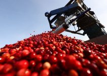 A large farming machine is harvesting cranberries to get them ready for market.