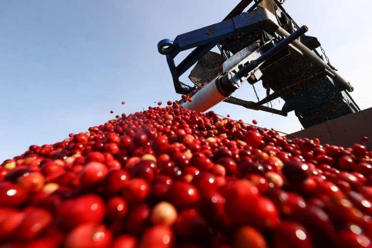 How Cranberries are Made Cranby