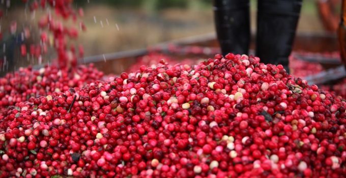 A picture of a cranberry farm as they are harvested.