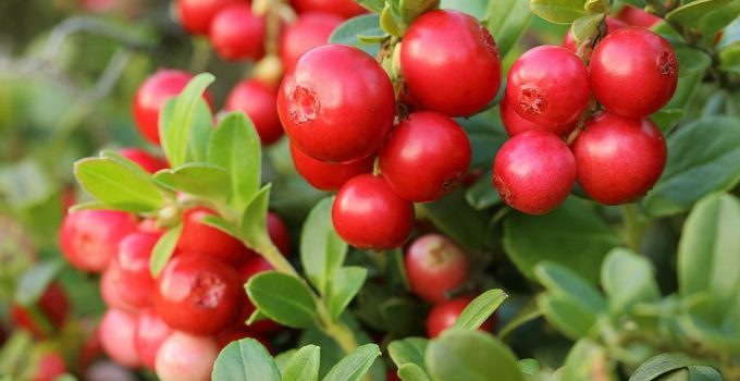 Where are Cranberries Native To?