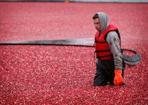 A cranberry Farmer up to his knees and water and floating cranberries in the bog.