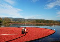Are cranberries grown in bogs?