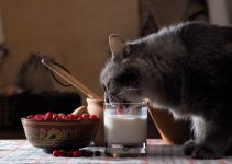 A feline drinking milk out of a cup with a bowl of cranberries that are safe to eat..