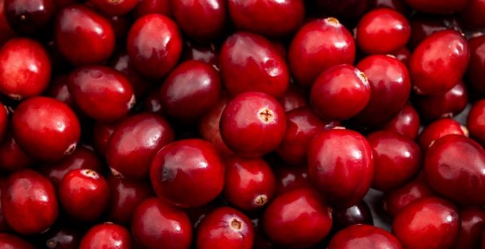 A bunch of bright red, juicy and tart cranberries that are fresh and ready-to-eat.