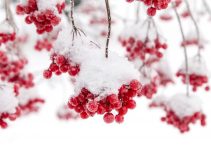 A branch containing bunches of cranberries covered in snow.