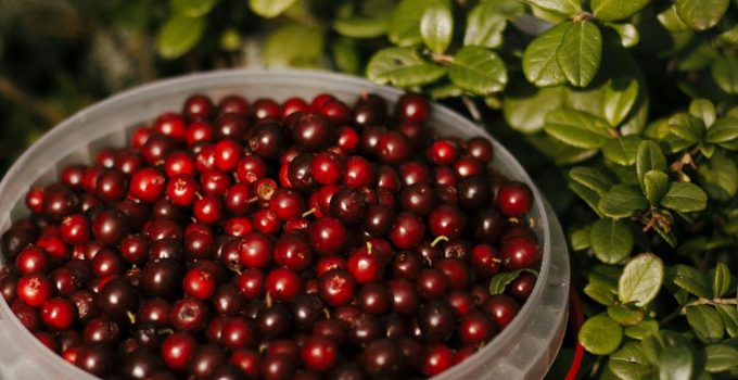 A home harvest of cranberries grown and planted in one's own garden.