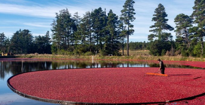 Cranberries floating out on the Blog