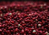 What are Cranberries good for?