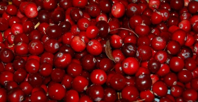 Picked cranberries in a large bunch that are bright red and just harvested in Wisconsin.