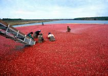 When are Cranberries Harvested?