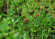 A woody plant that is a perennial growing low to the ground with cranberries on it that are wild.