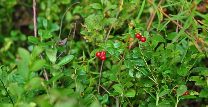 A woody plant that is a perennial growing low to the ground with cranberries on it that are wild.