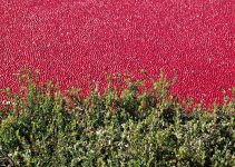 What is a Cranberry Bog?