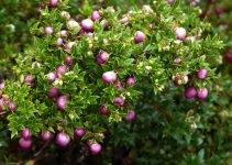 How many Cranberry Plants in 1 acre of farmland crops?