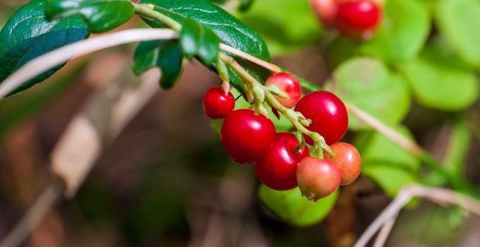 How many cranberries does an individual plant yield?