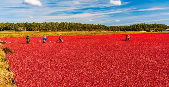 Acres and acres of cranberries in the