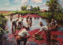 Cranberry Farmers working on Harvesting the Floating Cranberries
